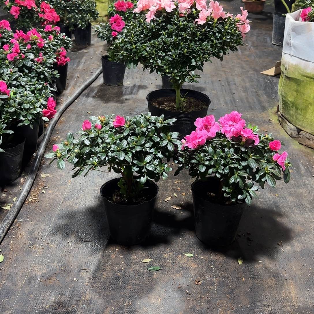 5***水完全开放2005两棵