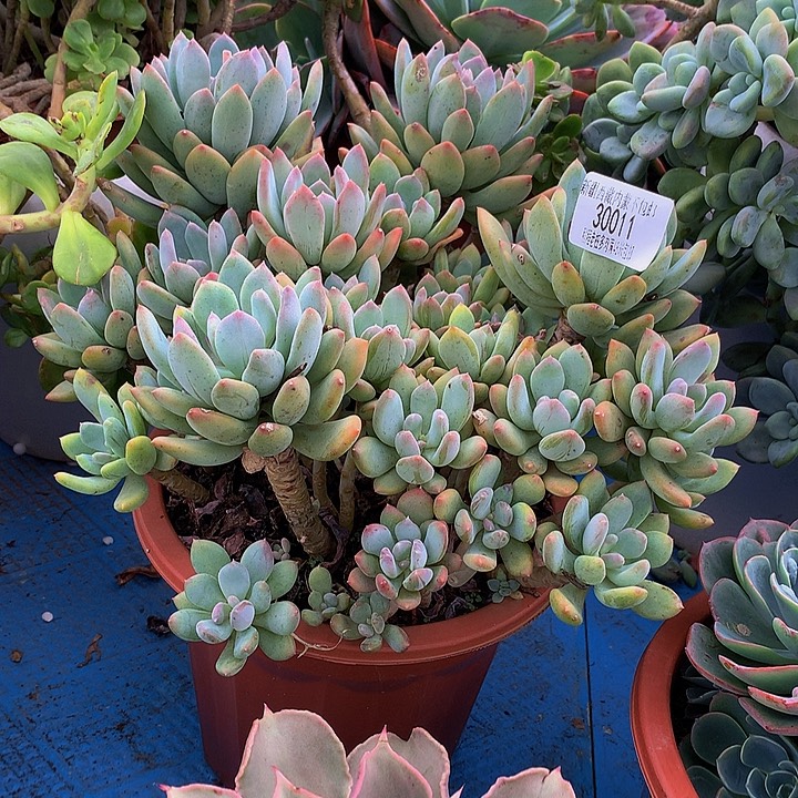 蓝***天灰姑娘30011多肉多肉