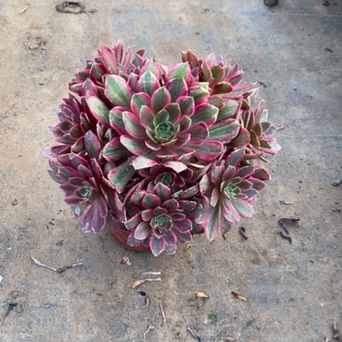 浣纱断枝22多肉植物法师