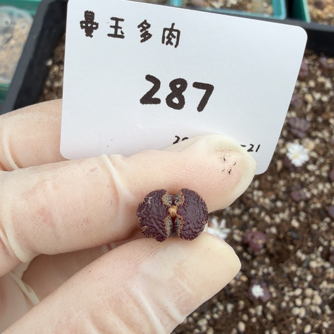 奶***r多肉多肉多肉9.21-287