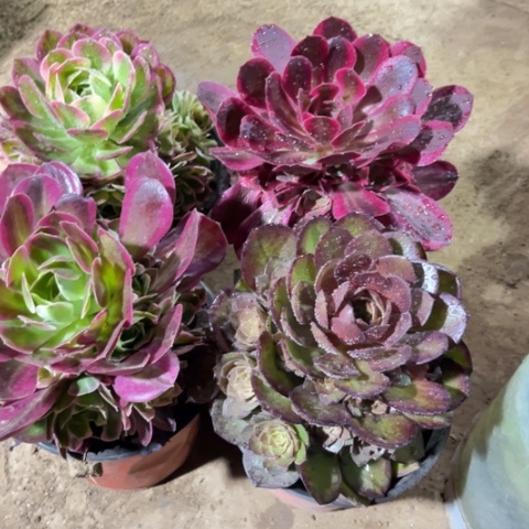177多肉植物组合