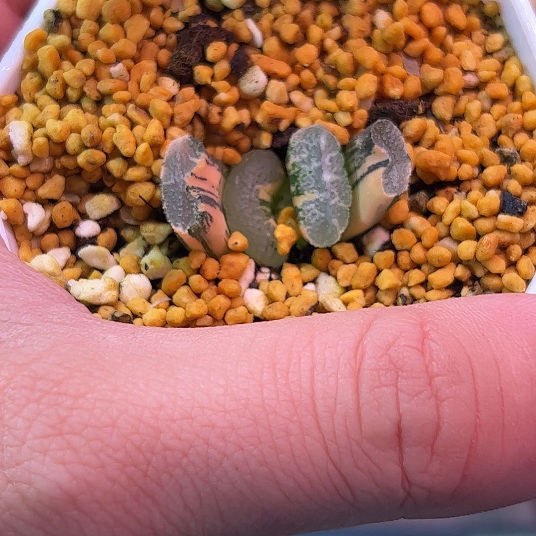 浮藻锦十二卷多肉植物