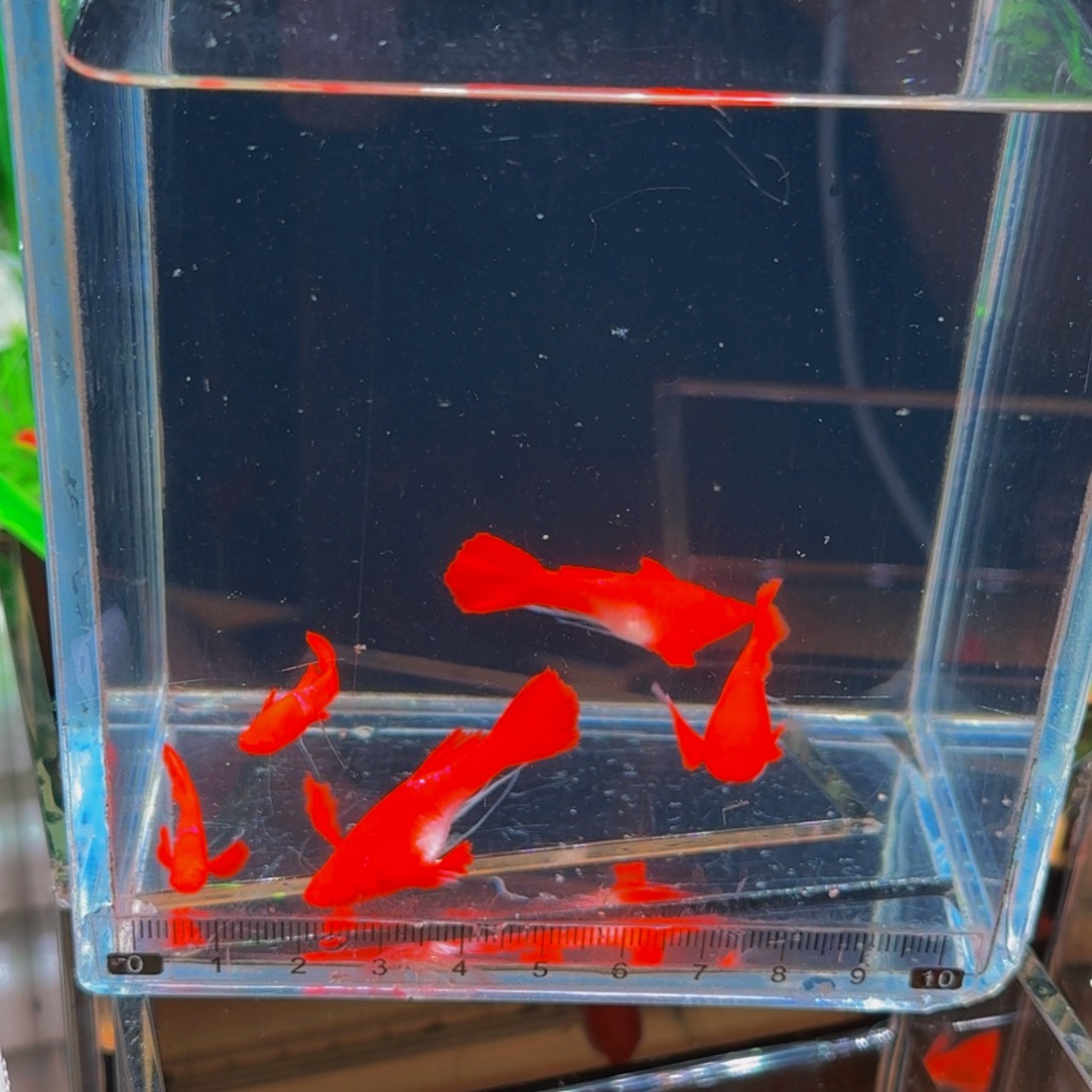 孔雀鱼红头通背战船耳缎带大c，1对