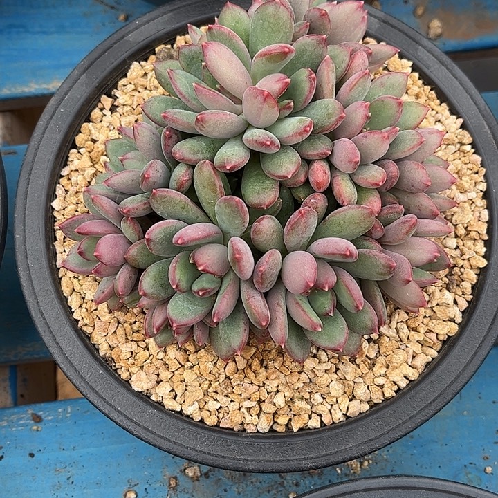 多肉植物一物一拍