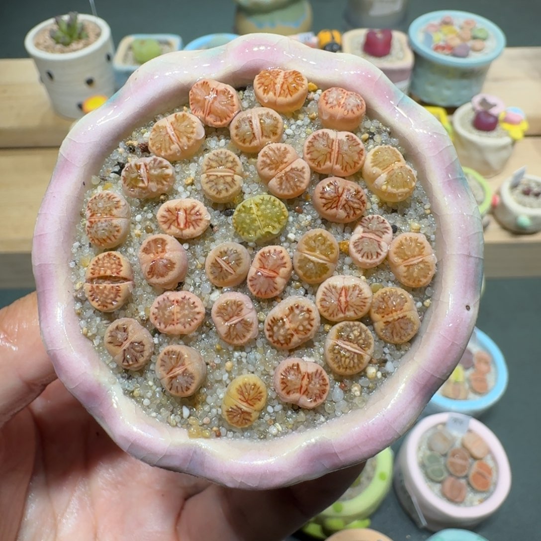 红陶蘑菇287菊纹