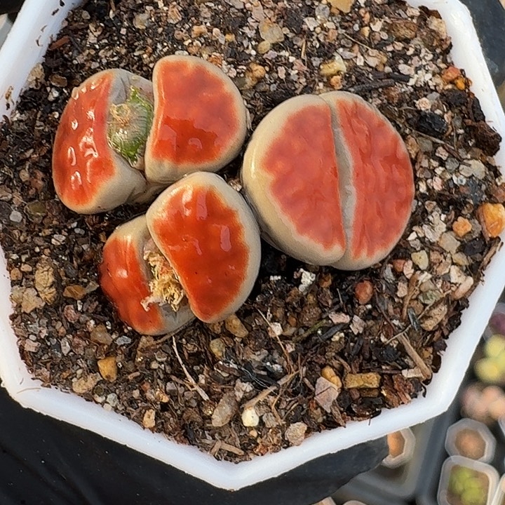 生石花1111。    95