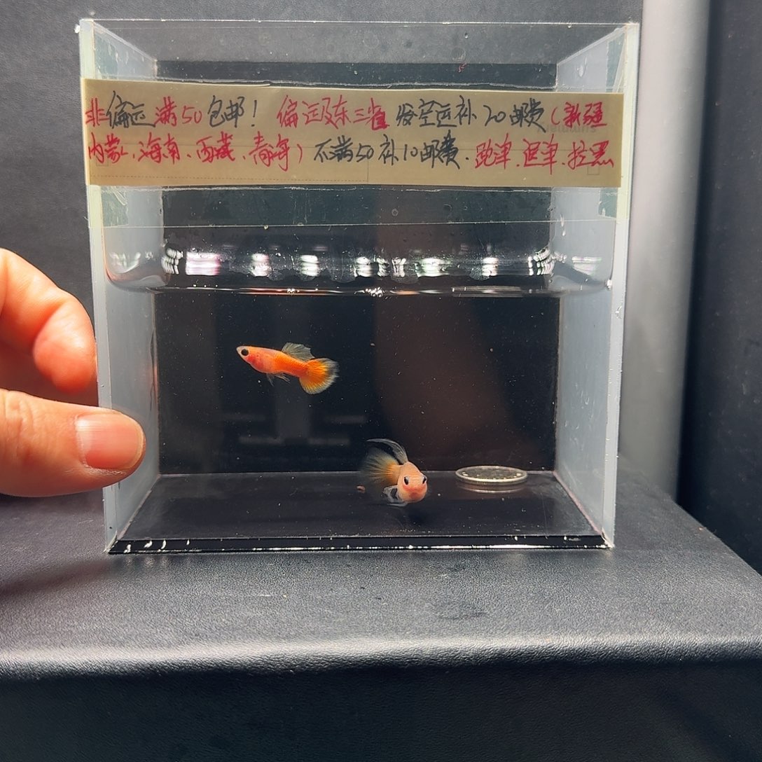 孔雀鱼黄金玻璃猫c一对