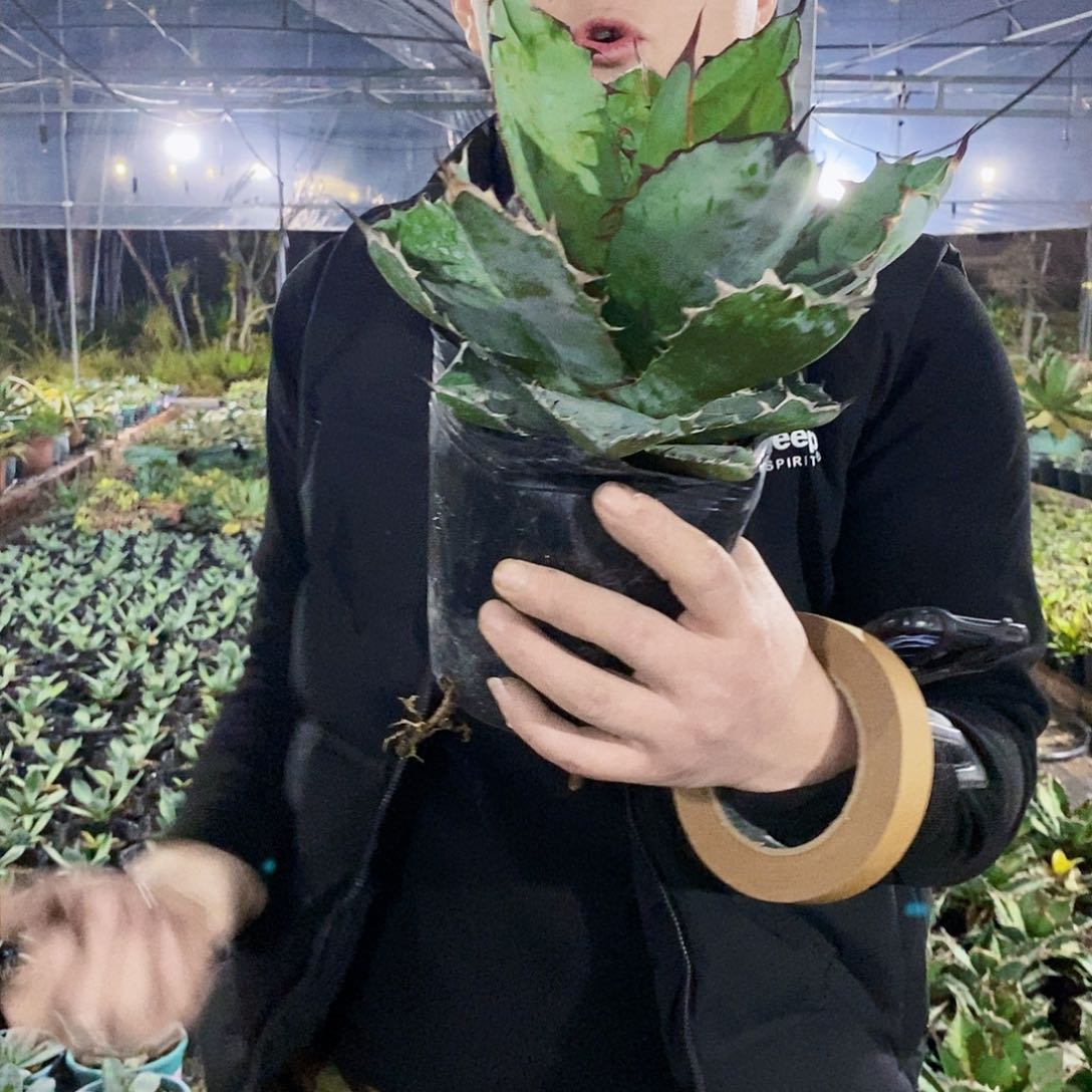 蓝鲸冠幅23厘米左右