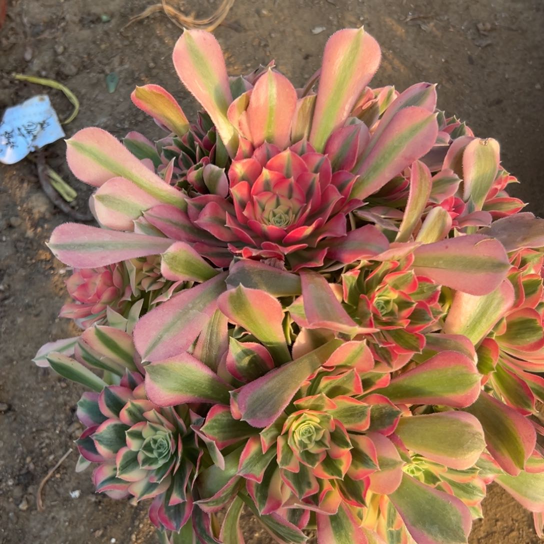 多肉植物多肉植物