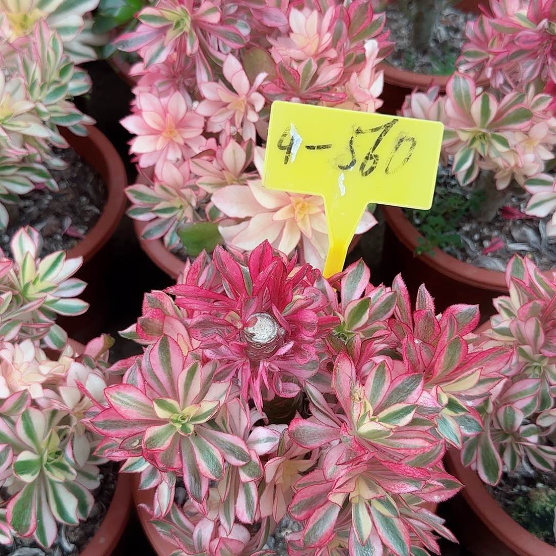 4-560--+多头多肉植物