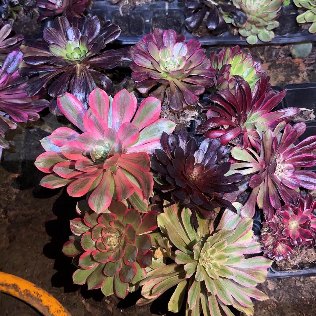 多肉植物组合10颗709