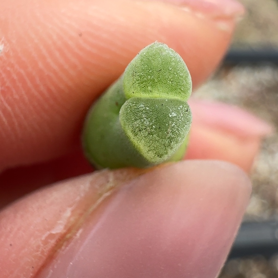 25-7一颗天鹅绒一颗0000