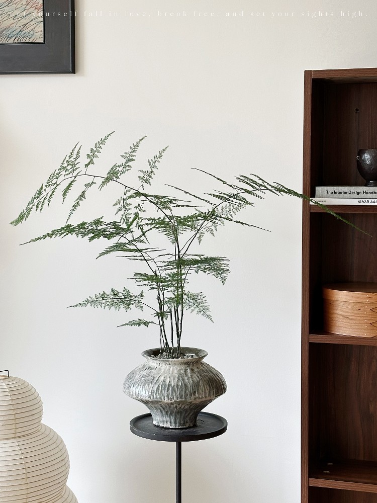 植物私生活 文竹飘逸气质好养盆景植物诧寂风新中式软装植物盆栽