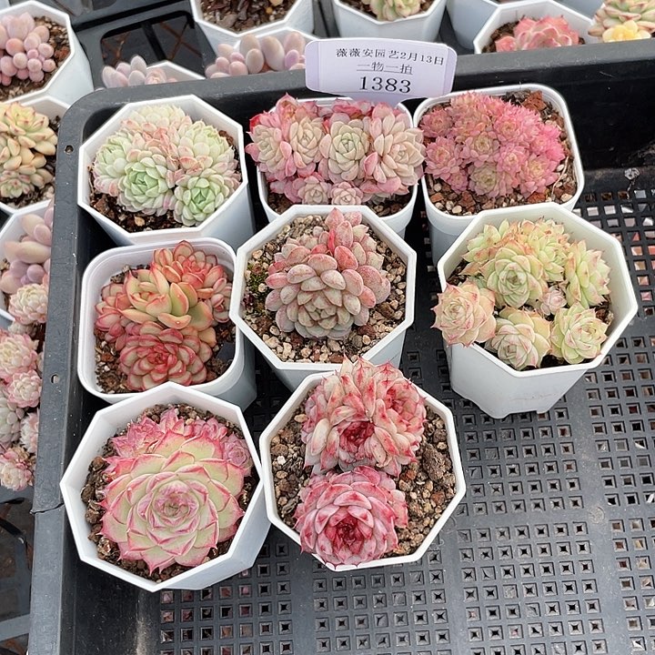 薇薇安园艺多肉1383