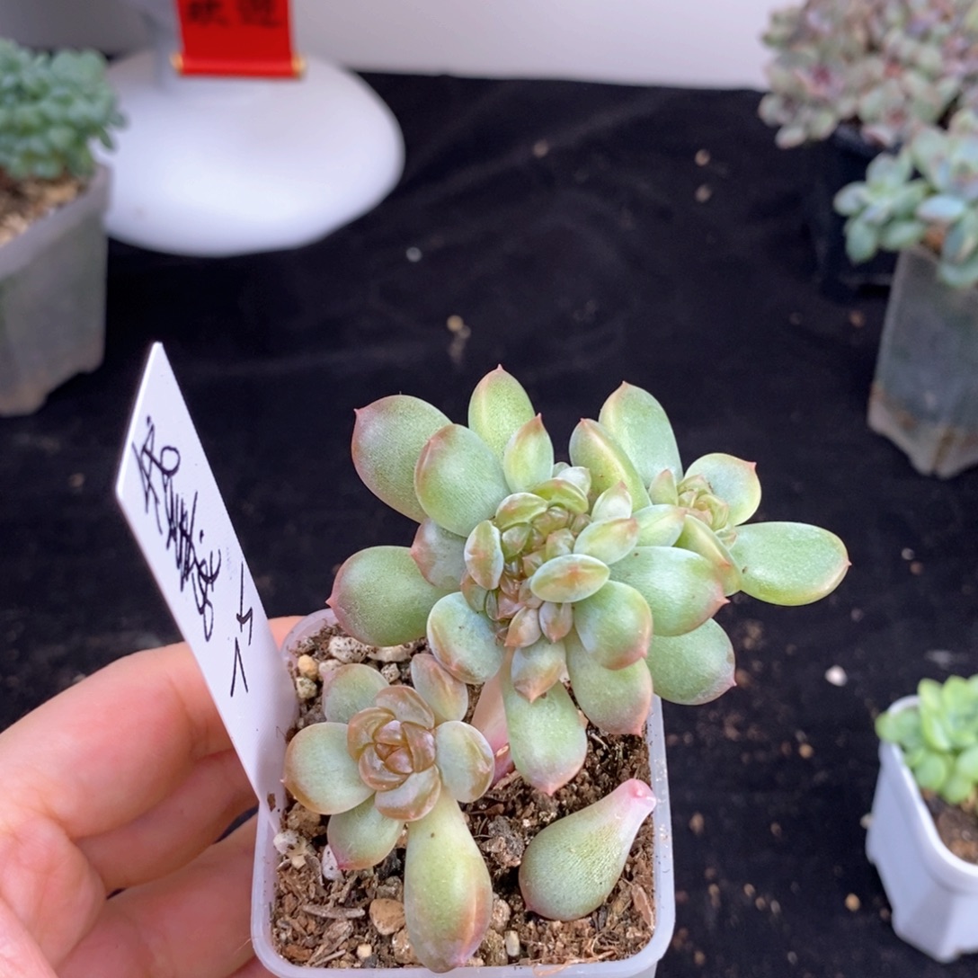 我菜一颗多肉包邮