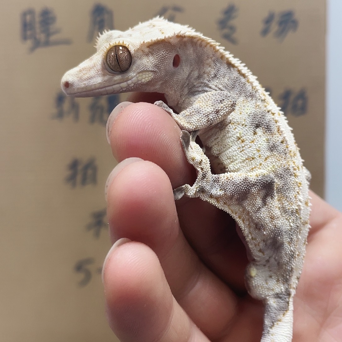 睫角守宫2025123（88）全品