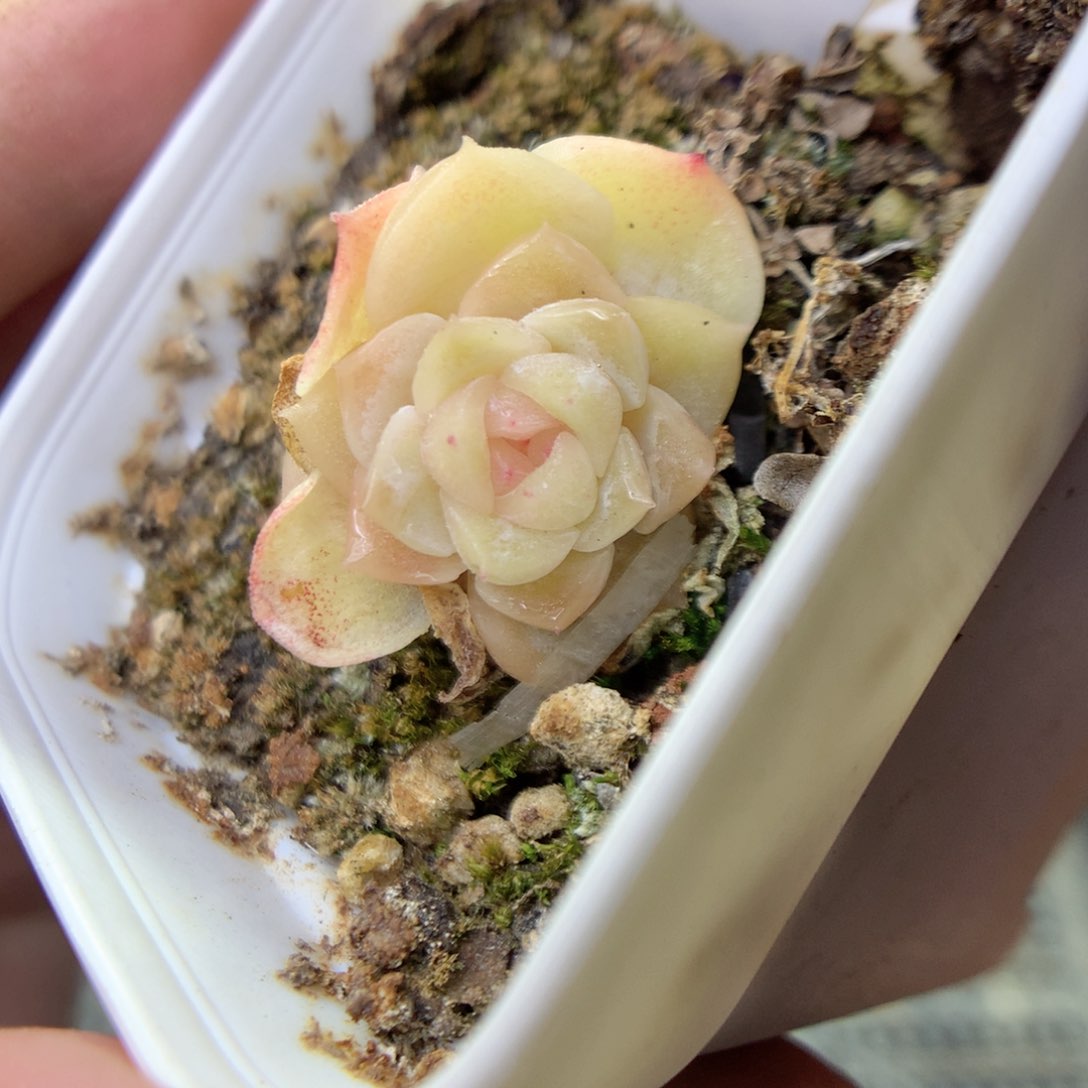 F153y y y y y t t t