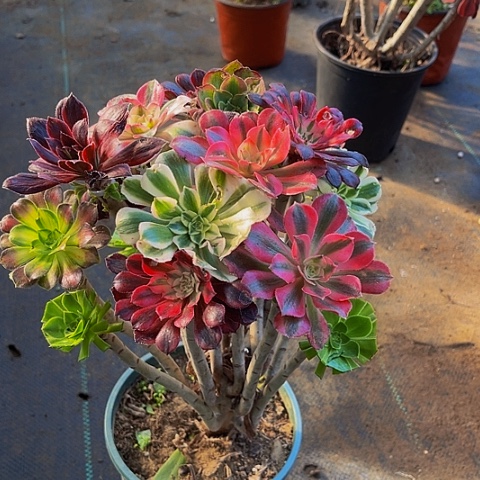 法师嫁接一物一拍3