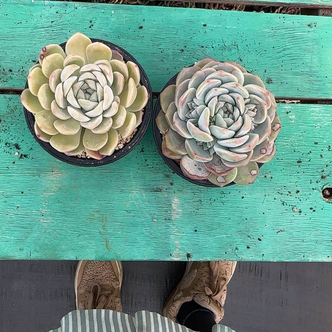 ‖***℡2颗寄养。         