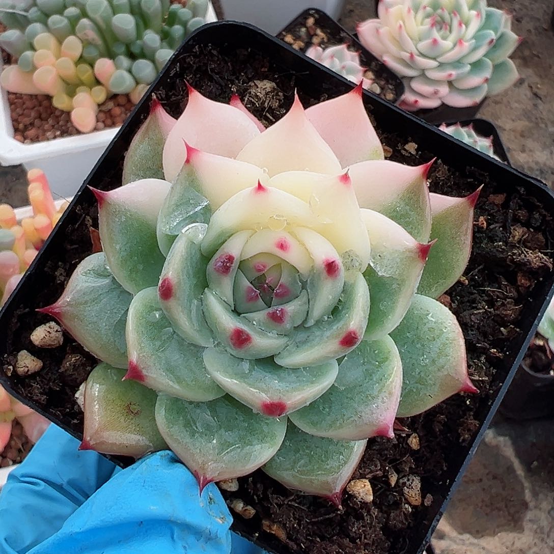 吉娃娃锦，阴阳脸