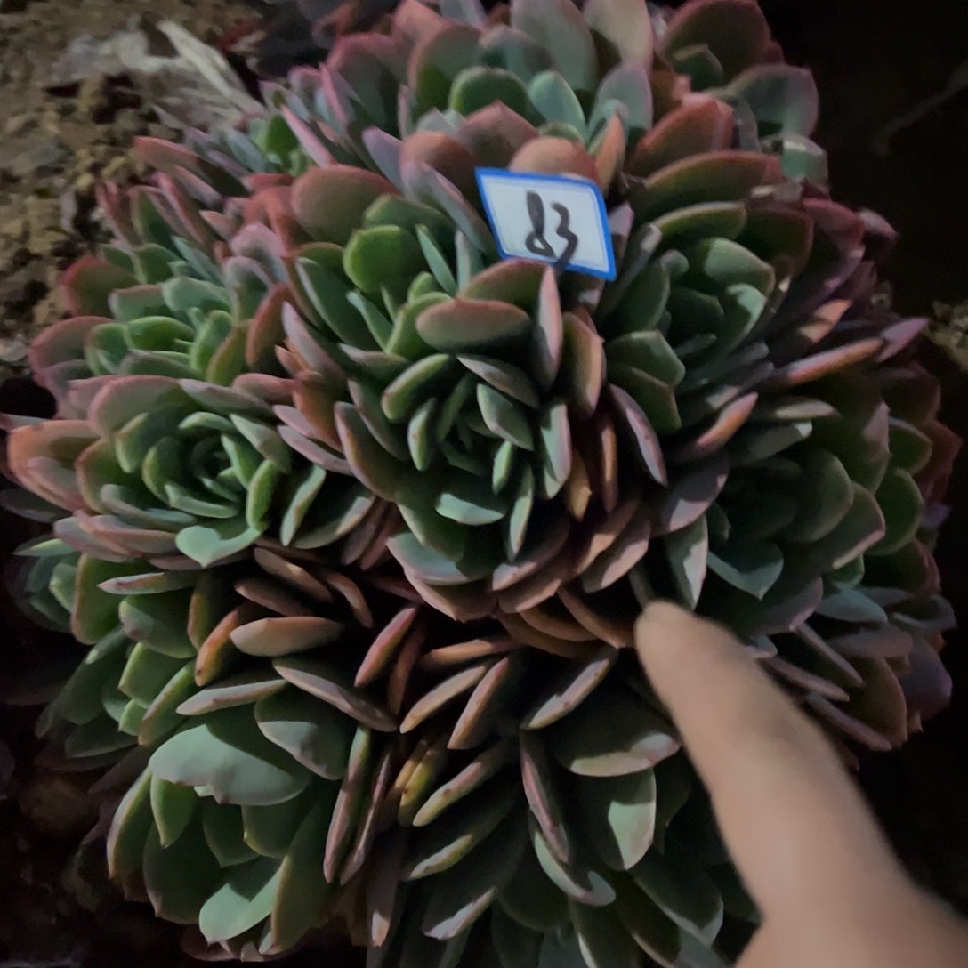 丸***妹83号绮罗缀化一物一拍