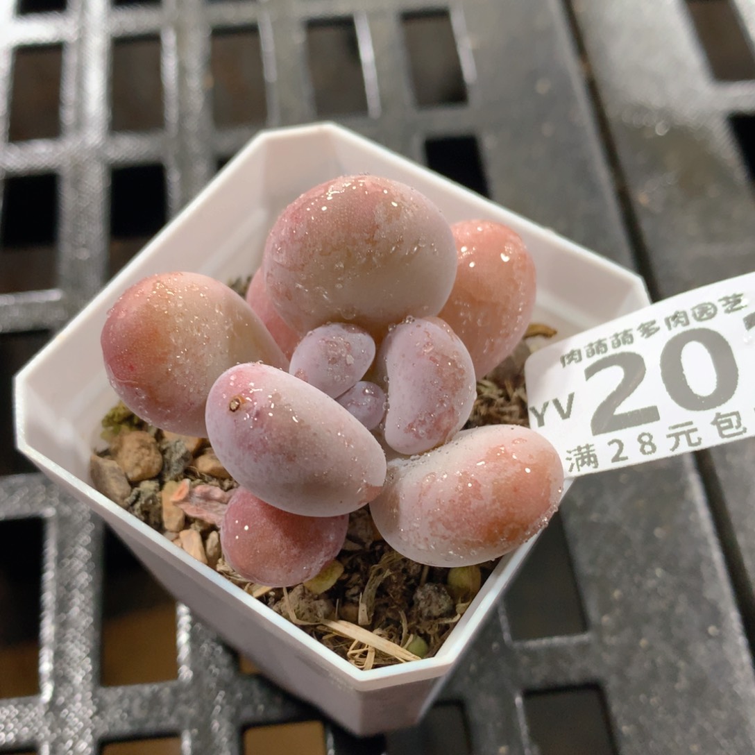 肉萌萌拇指盆精控多肉YV203