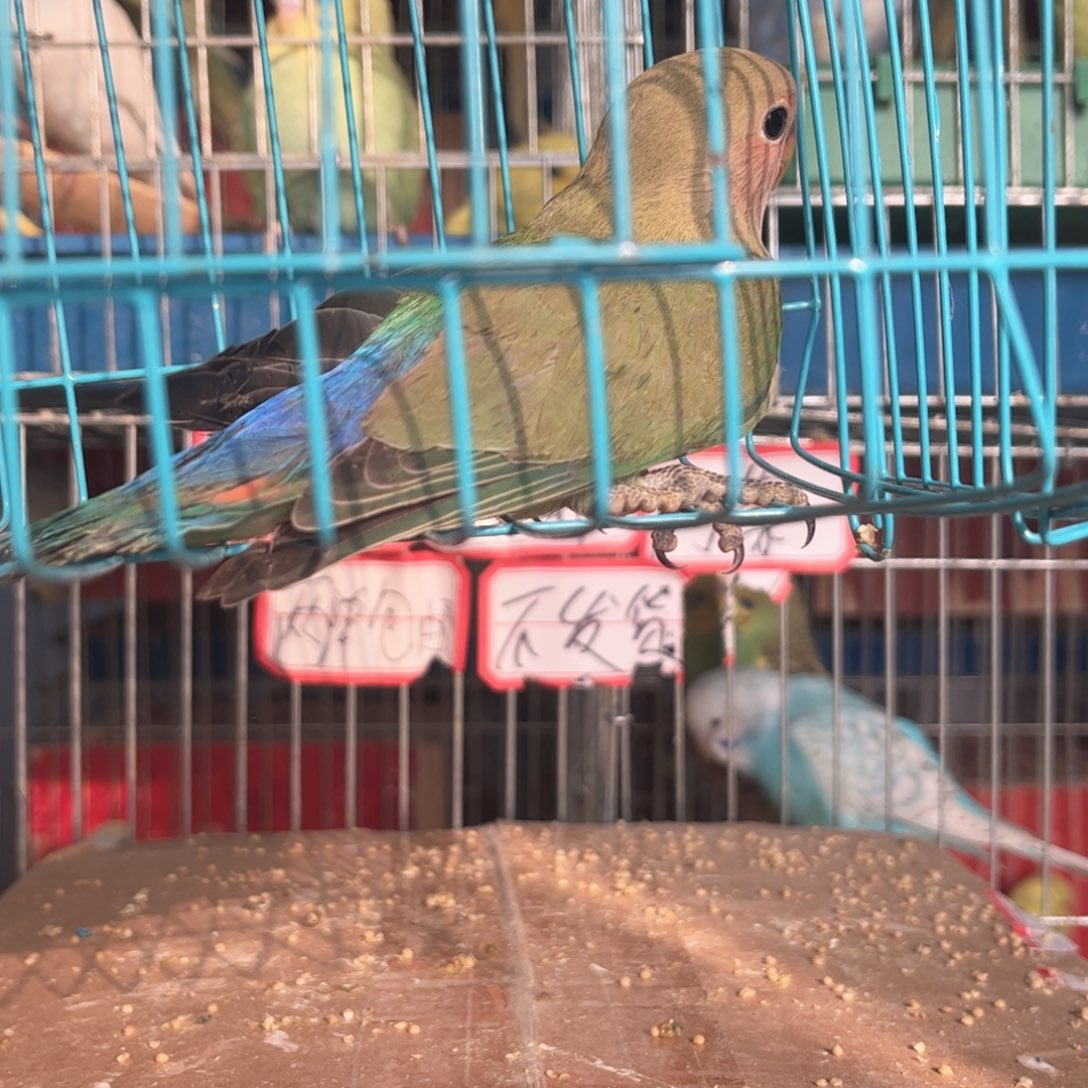 虎皮鹦鹉我是一只小小鸟
