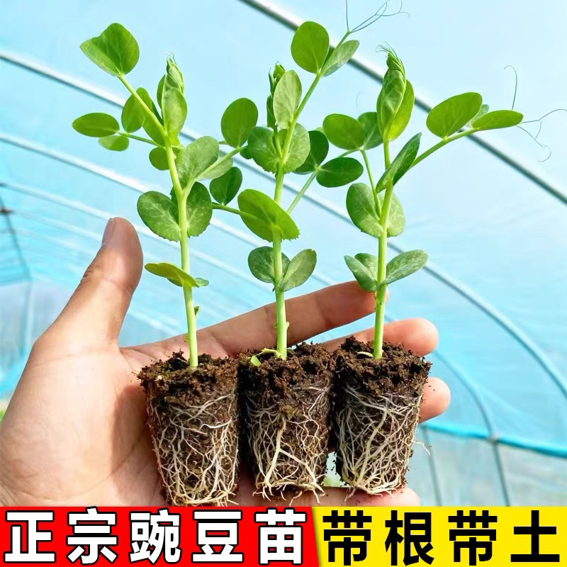 豌豆苗无须豌豆尖苗种籽四川荷兰豆秋冬季阳台盆栽田园蔬菜孑
