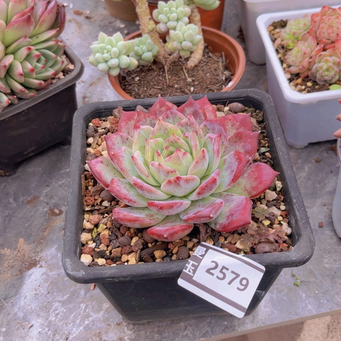 红拉糖多肉植物2579
