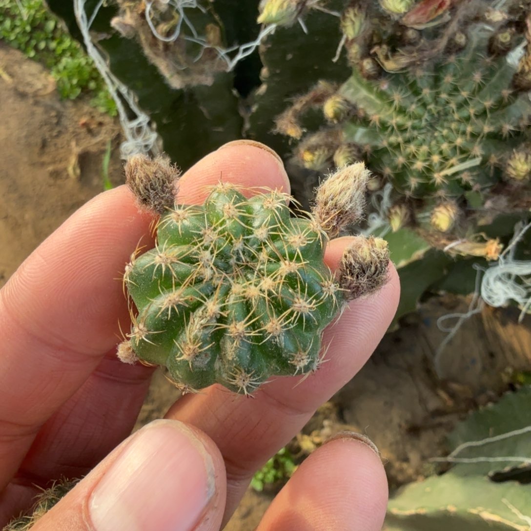 鼎**暋新品荷花奶油玫瑰有伤