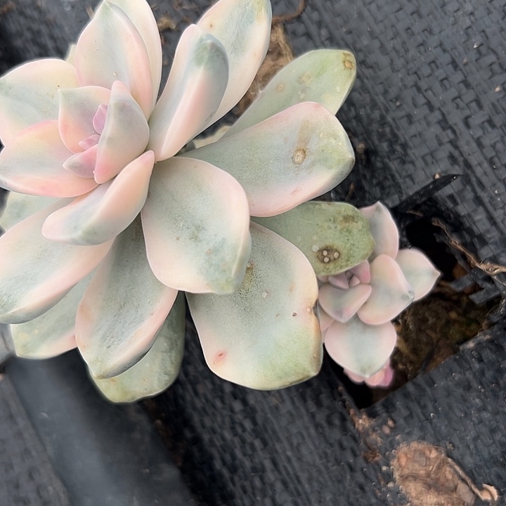 紫了锦一大一小头