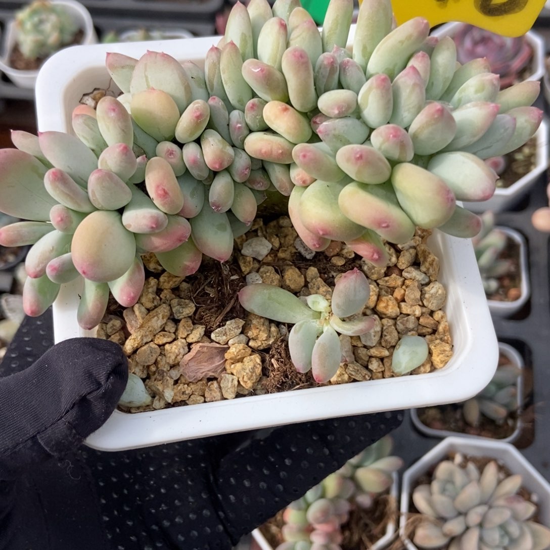 2016糖豆奶缀多肉植物