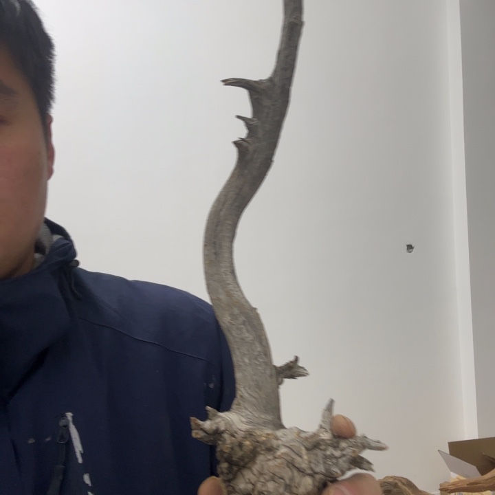 柏木（崖柏）零**痕太行崖柏