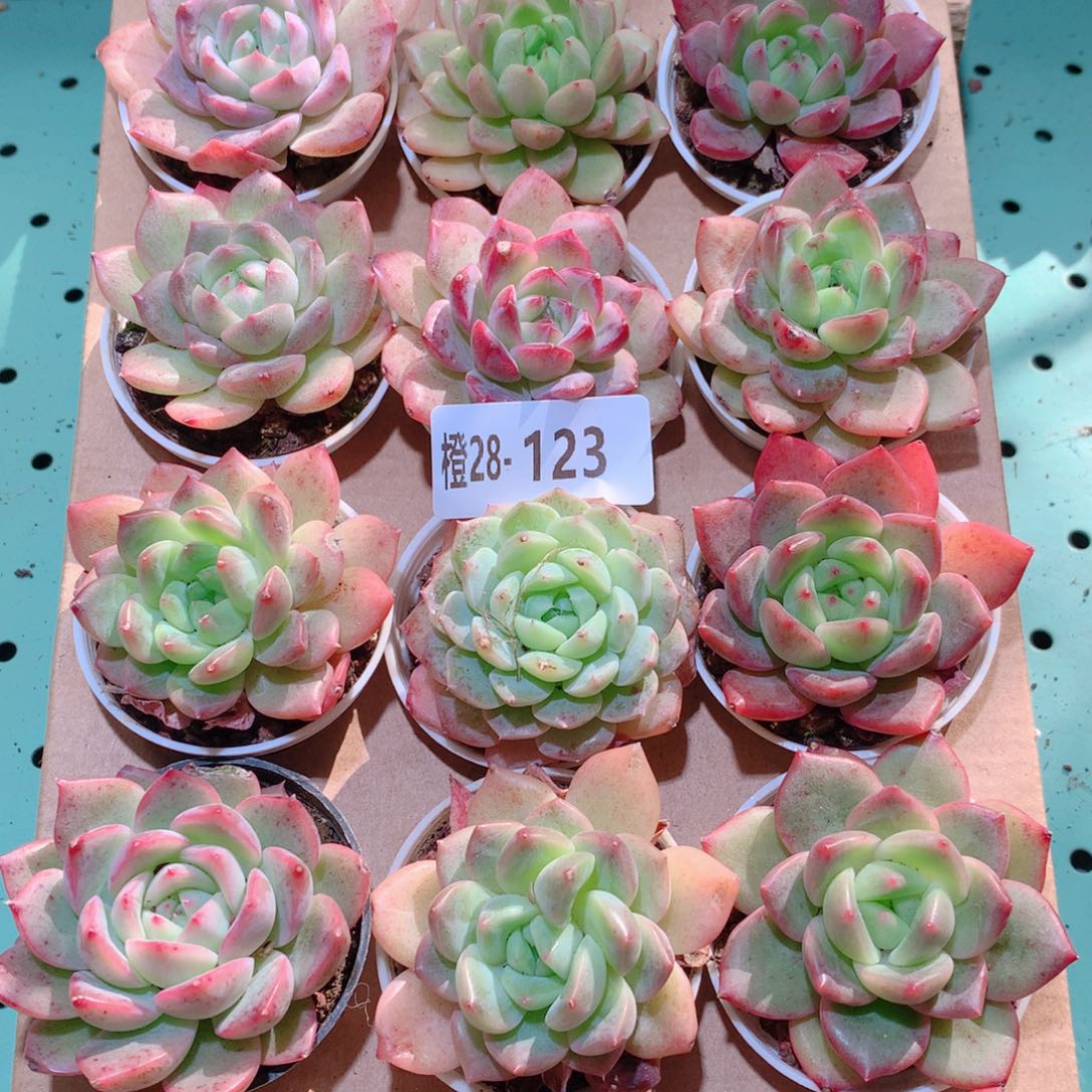 28-123一物一拍多肉带盆18颗