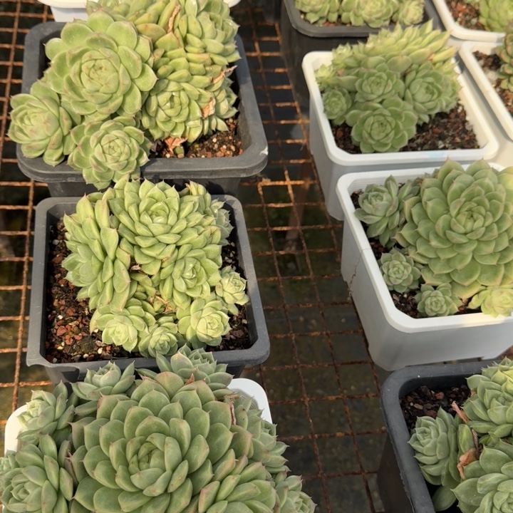 大麦秆群多肉植物