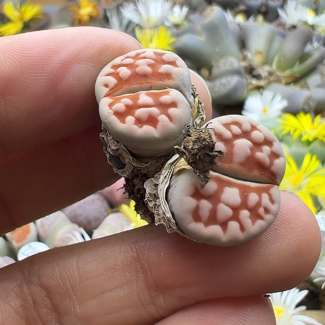 2527 生石花清货价格不作参考