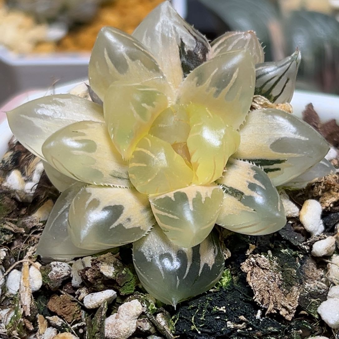 恭喜发财大吉大利644