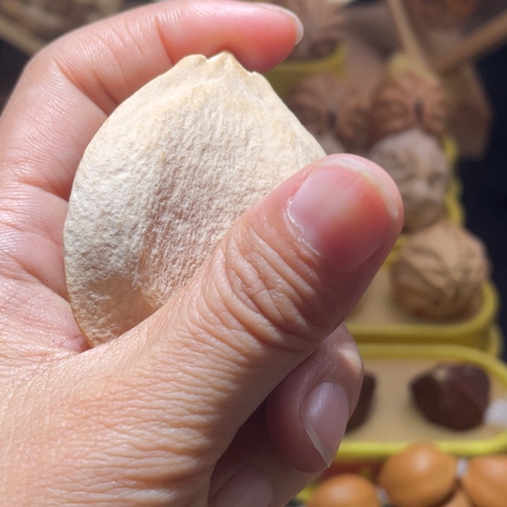 文玩核桃吊坠将军膀骨头橄榄核单只