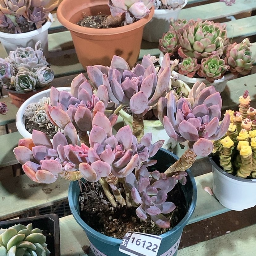 【闪购商品】灰姑凉16122