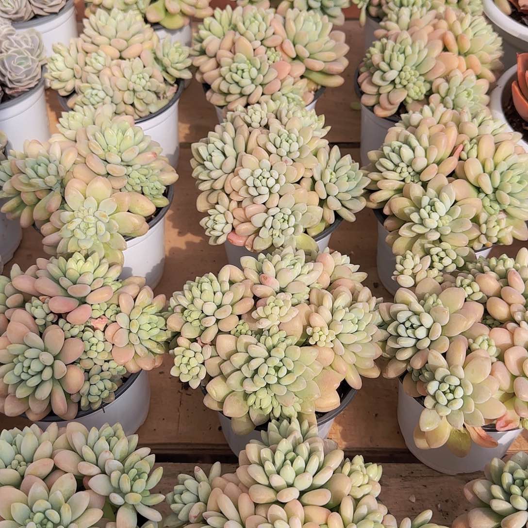 洛可可脱土裸根发货