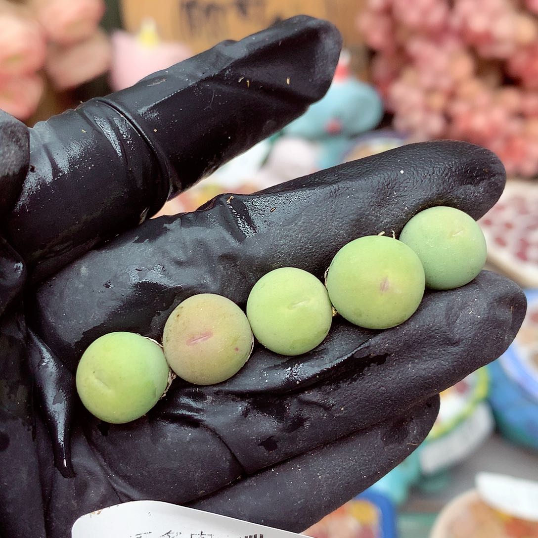 生石花满18包邮8-121