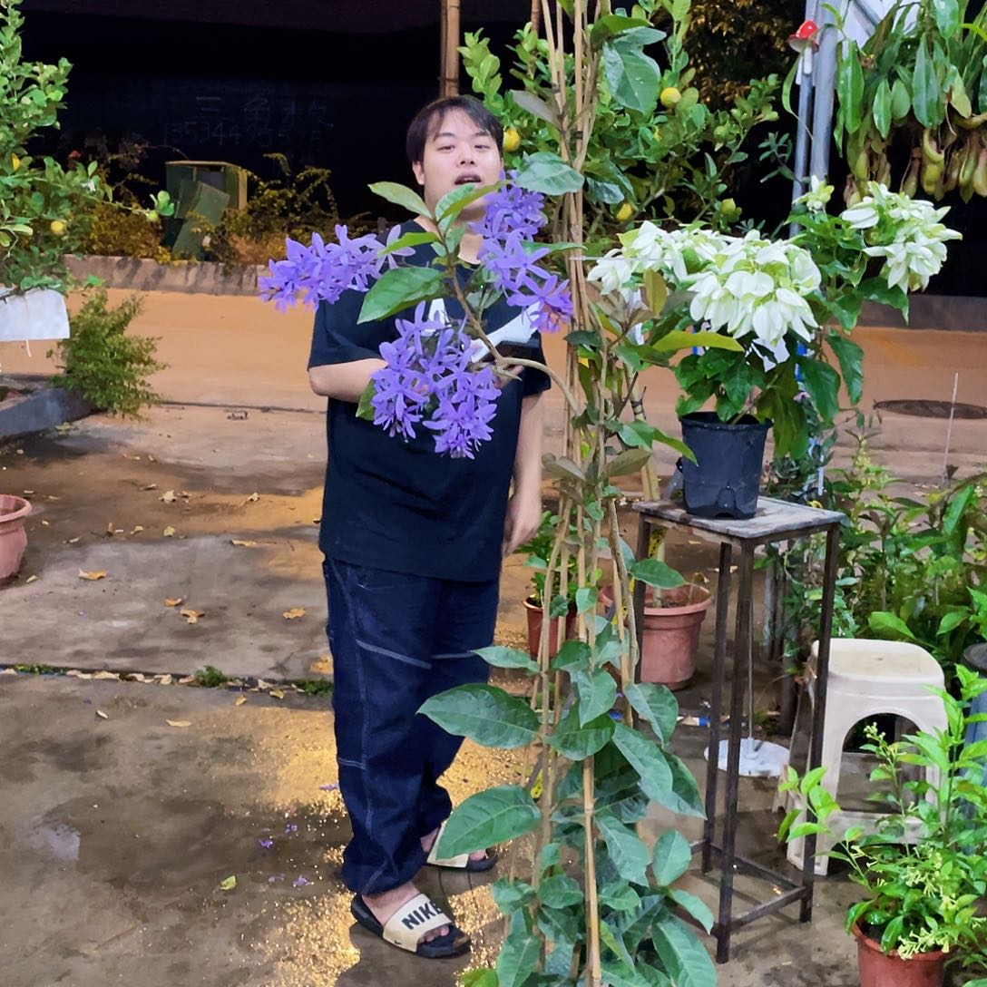 —***—全部花苞蓝花藤专拍