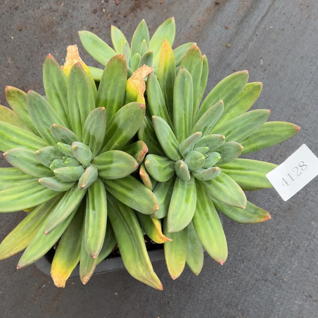 早***34128肉肉肉肉肉肉肉