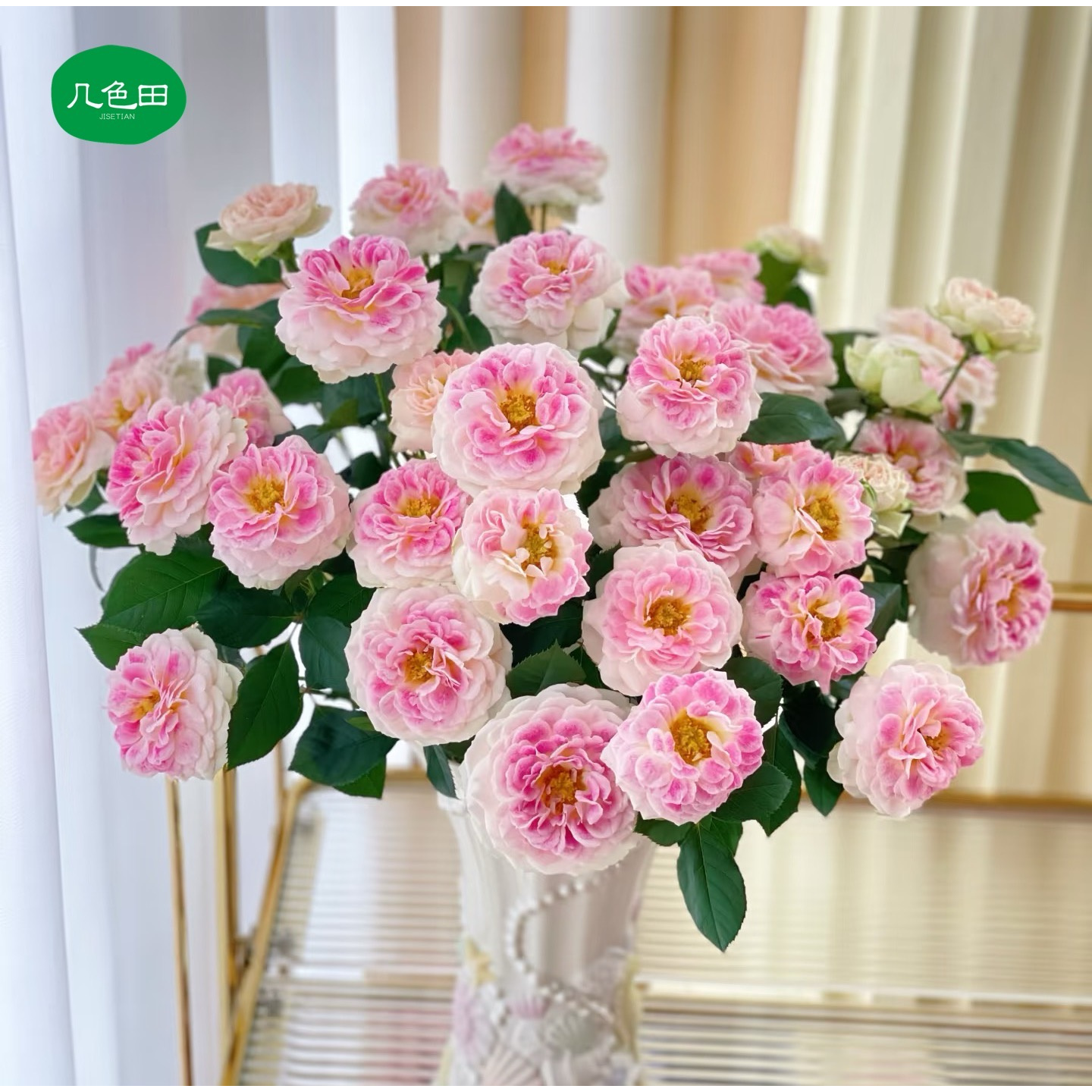 假日岛芍药----稀有多头玫瑰云南直发鲜花云南花插花鲜花 