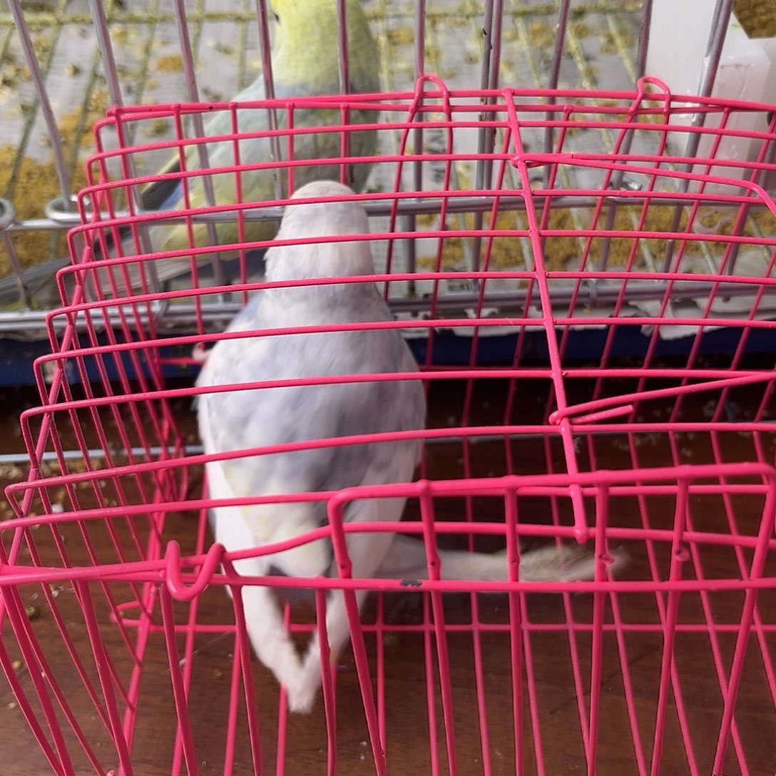 虎皮鹦鹉金彩鹦鹉