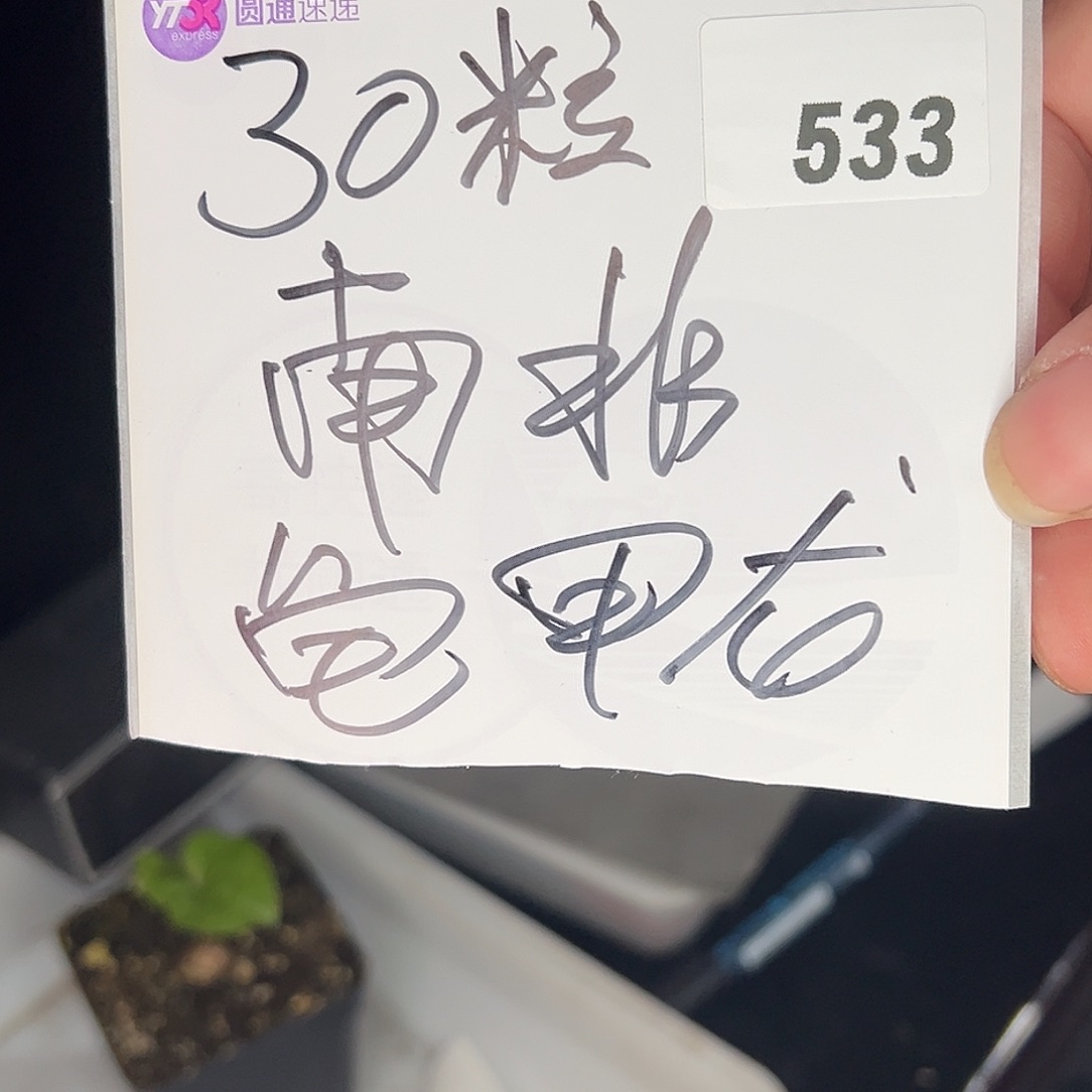 多肉植物专拍植物不退换 一物一拍 533