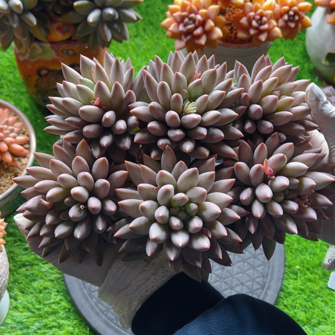 美**✨美人111111111111111