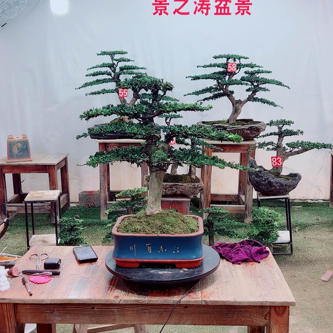 无花朵小老桩红芽罗汉松（一景一拍）