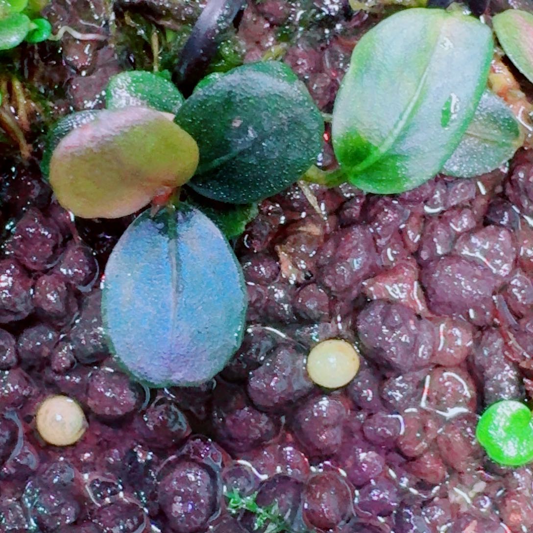 无花朵K6福利价一头植物