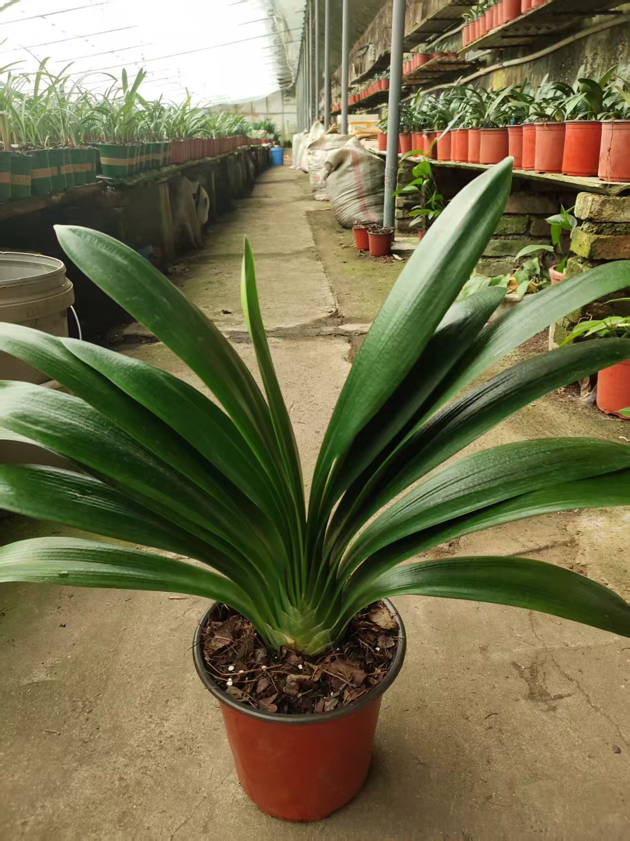 君子兰盆栽  君子兰成兰原盆原地发货基地直发